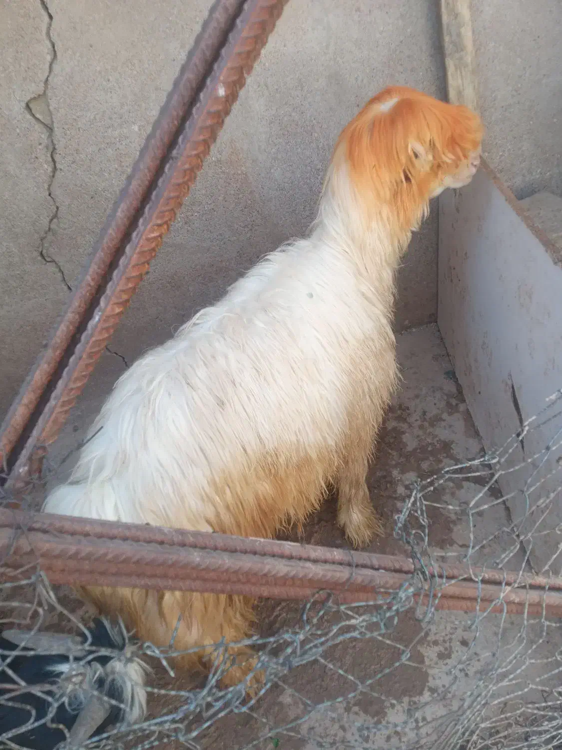 بره‌کری|حیوانات مزرعه|مسجد سلیمان, |دیوار