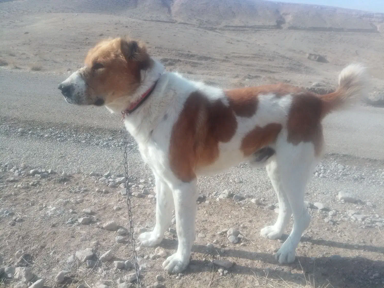 واگذاریسگ|سگ|قوچان, |دیوار