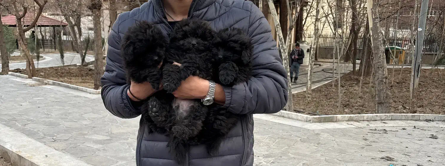 سگ پودل|سگ|تهران, زعفرانیه|دیوار