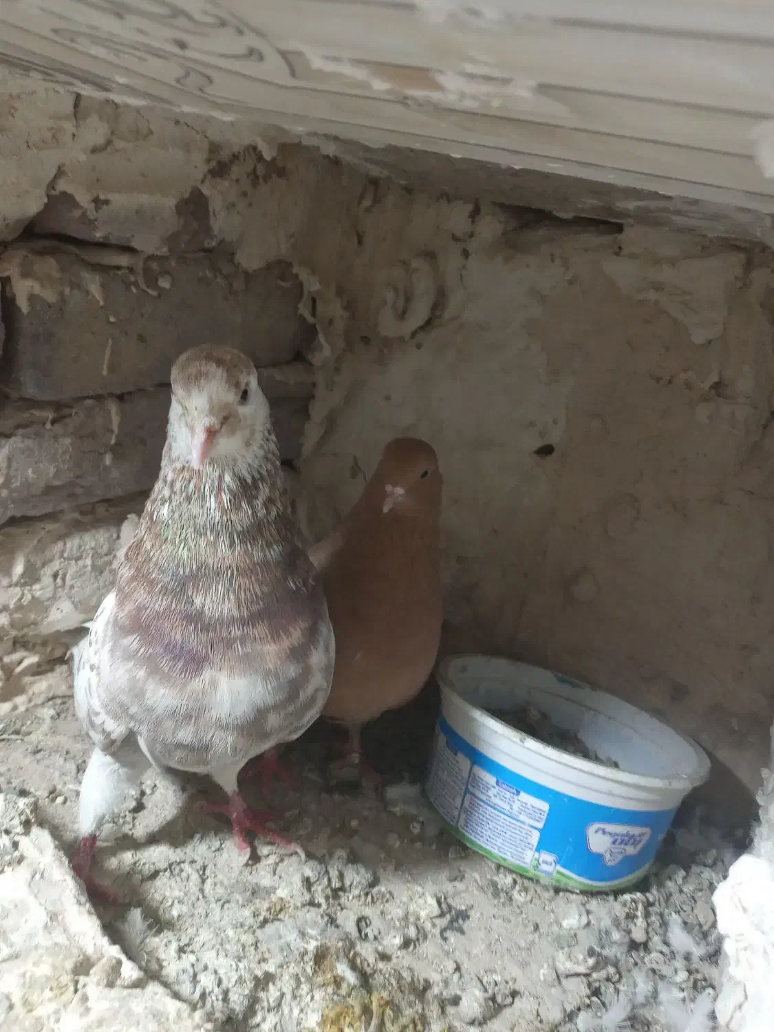 یک جفت ماده زرد نرش سرول دم سفید|پرنده|بروجرد, |دیوار