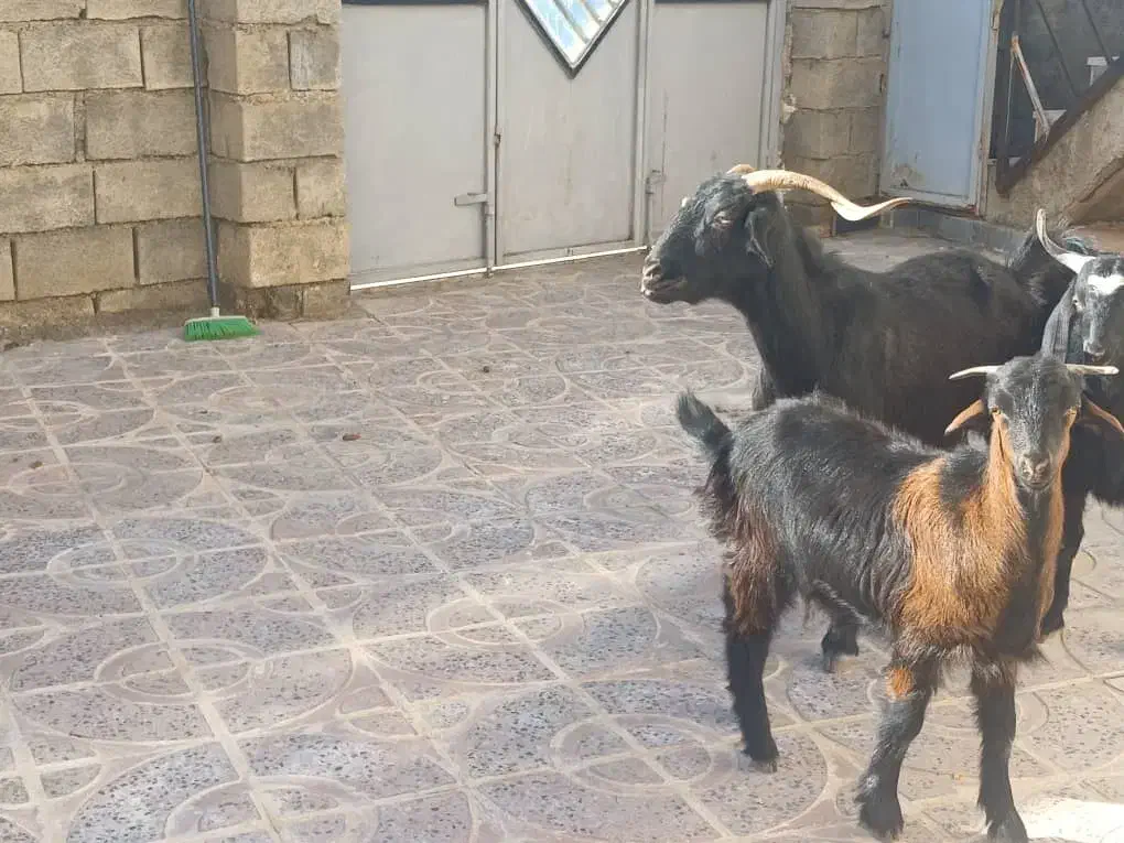 بز با بزغاله|حیوانات مزرعه|هندمینی, |دیوار