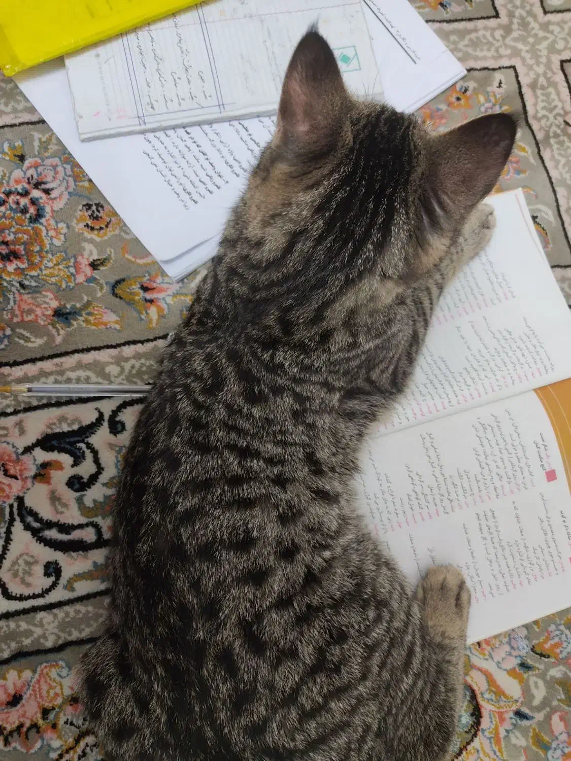 گربه نر|گربه|مشهد, رسالت|دیوار