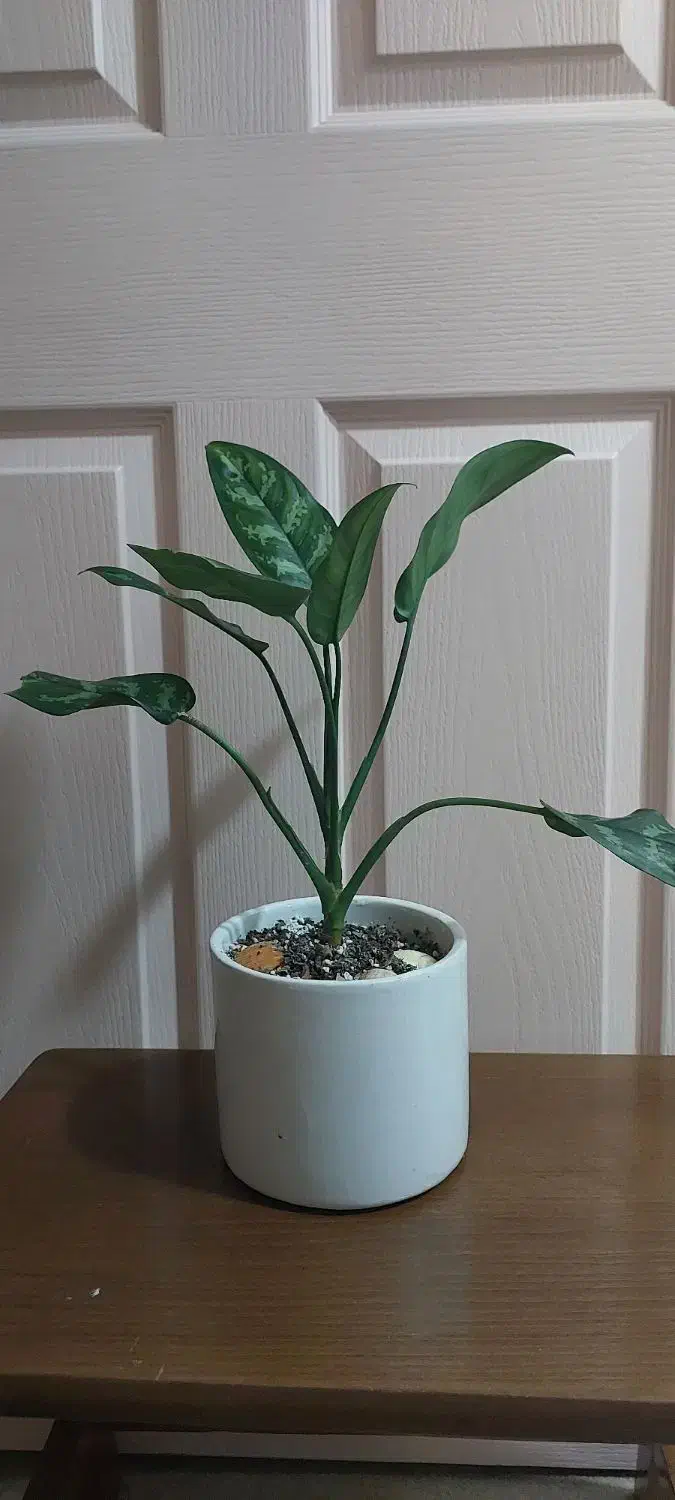 گل طبیعی آگلنوما بلک به همراه گلدان سرامیکی|گل و گیاه طبیعی|رشت, حمیدیان|دیوار