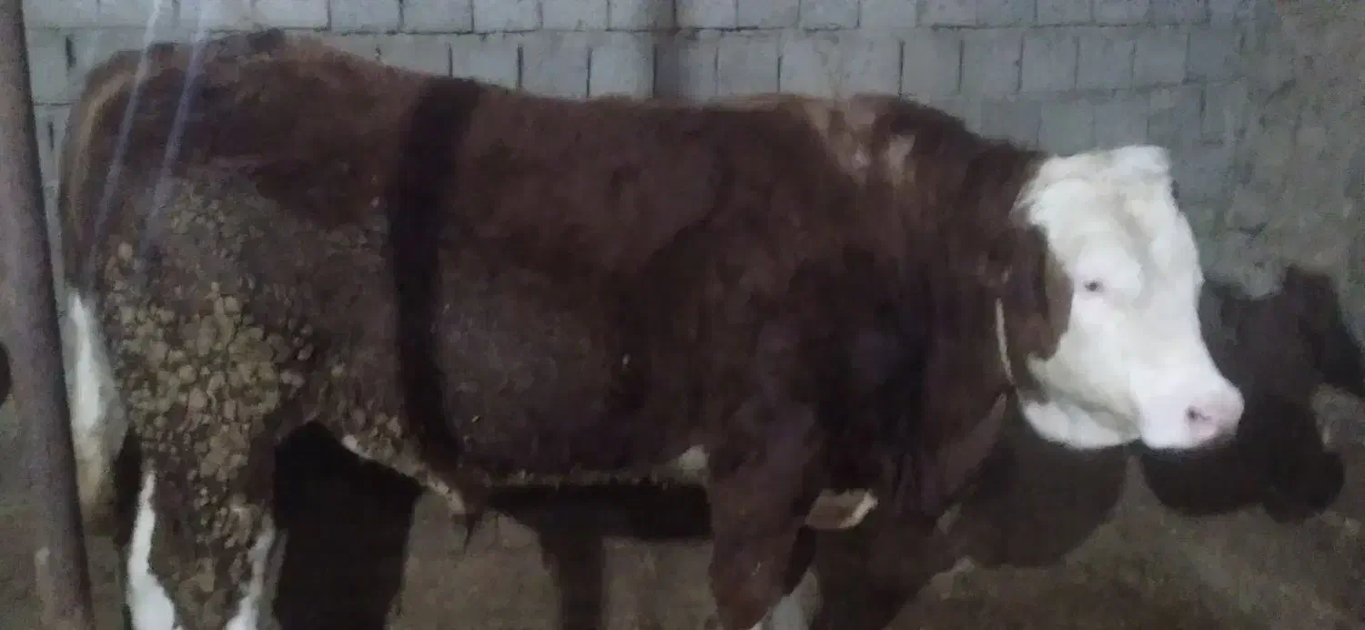 گاونر|حیوانات مزرعه|باروق, |دیوار