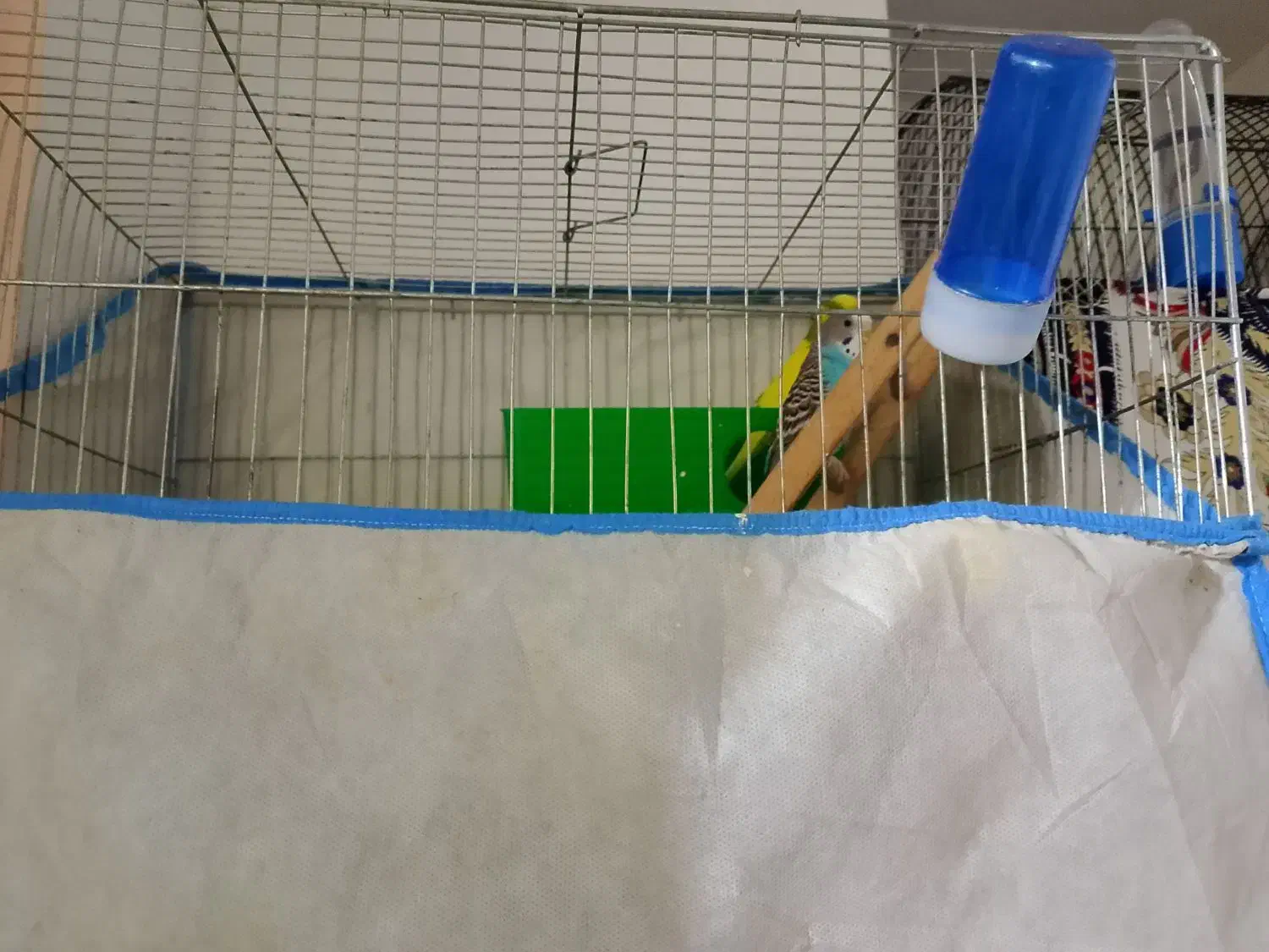 مرغ عشق|پرنده|ملارد, |دیوار