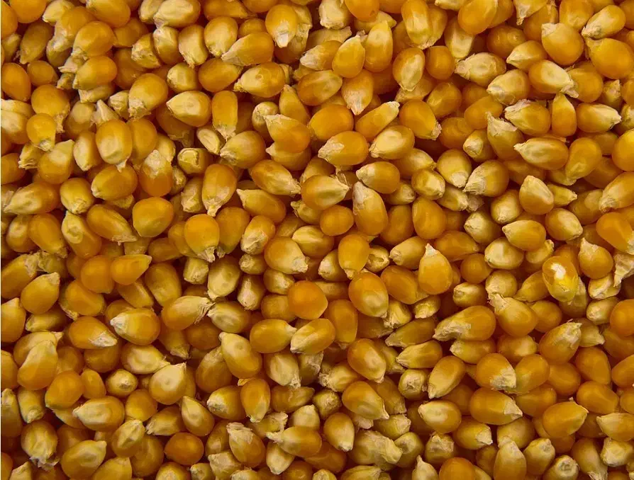 ۲کیلو ذرت پفیلا   پیدا شده محدوده بازار|اشیا|چالدران, |دیوار