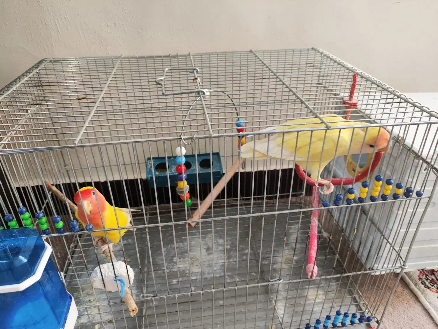 طوطی برزیلی|پرنده|آبادان, |دیوار