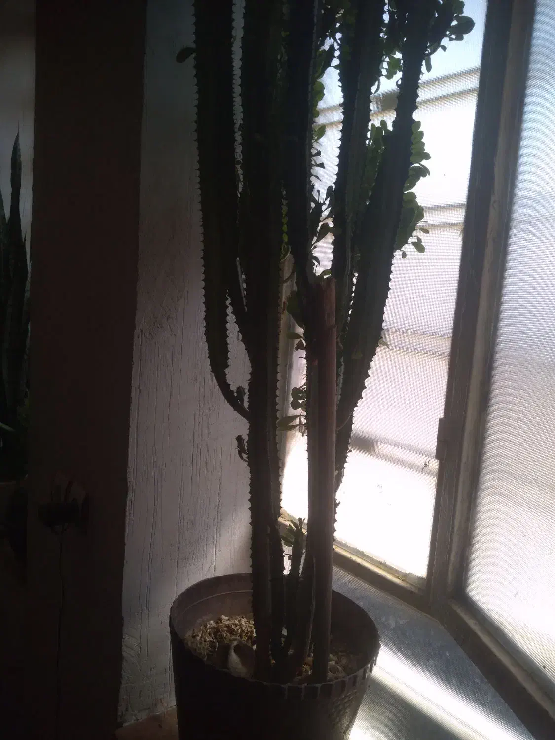 گل تخفیف هم داره|گل مصنوعی|یاسوج, |دیوار