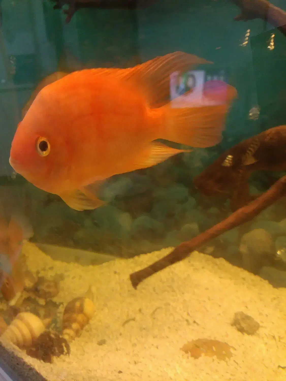 ماهی گوشت خوار|ماهی|نیشابور, شهرک جانبازان|دیوار