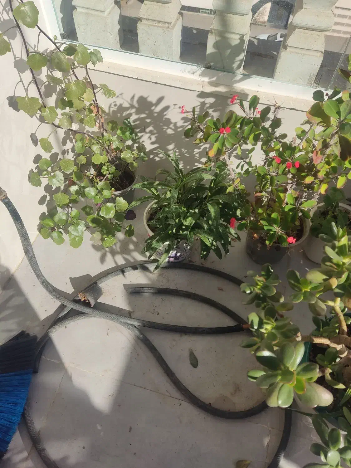 گل‌های فروشی|گل و گیاه طبیعی|نیشابور, دارایی|دیوار