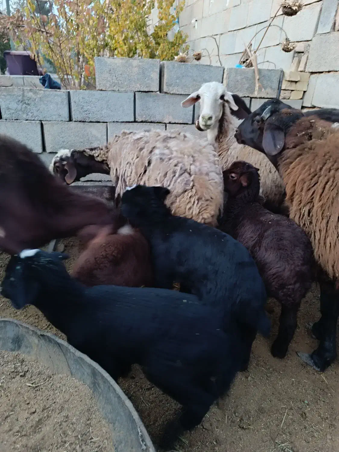 فروش میش و بره دوقلو|حیوانات مزرعه|شاهرود, |دیوار