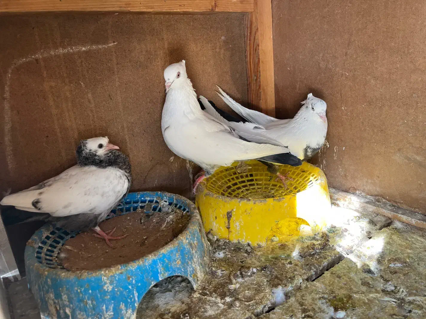 کبوتر|پرنده|شیراز, شهرک گلستان|دیوار