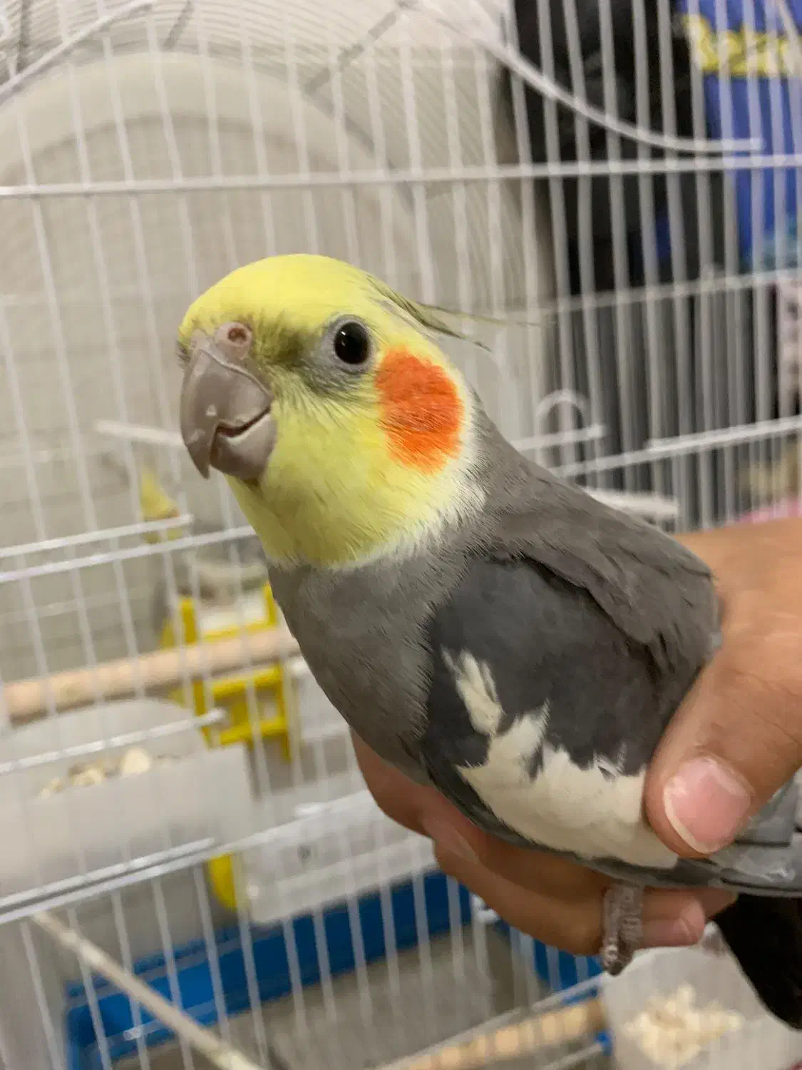 عروس هلندی|پرنده|شیراز, فاضل|دیوار