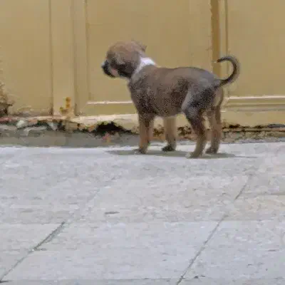 سگ اصیل نژاد سرابی|سگ|چابهار, |دیوار