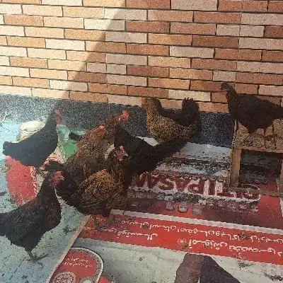 مرغ فروشی|حیوانات مزرعه|خمینی‌شهر, |دیوار