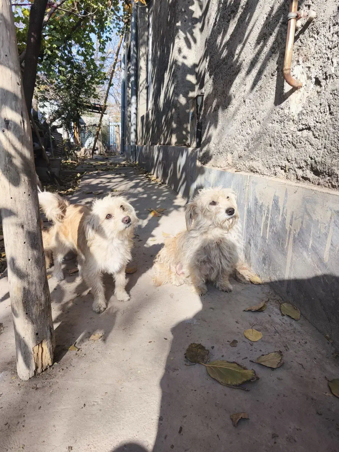 سگ پاکوتا|سگ|خوی, |دیوار