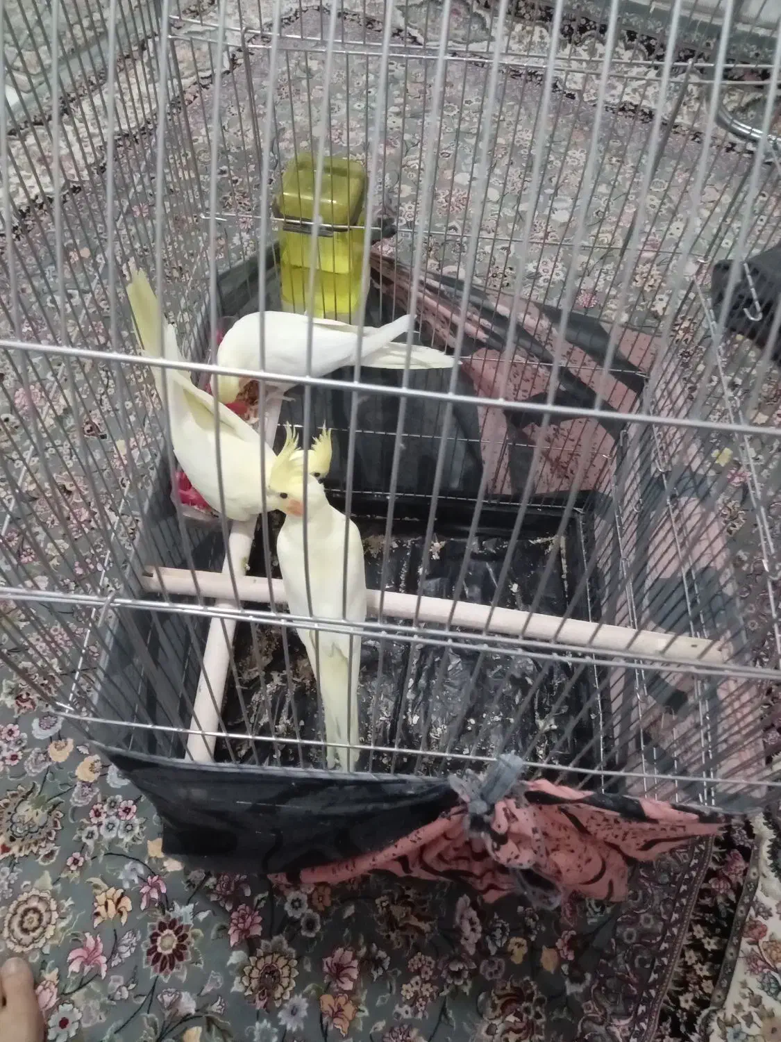 سه عددعروس هلندی|پرنده|اراک, |دیوار