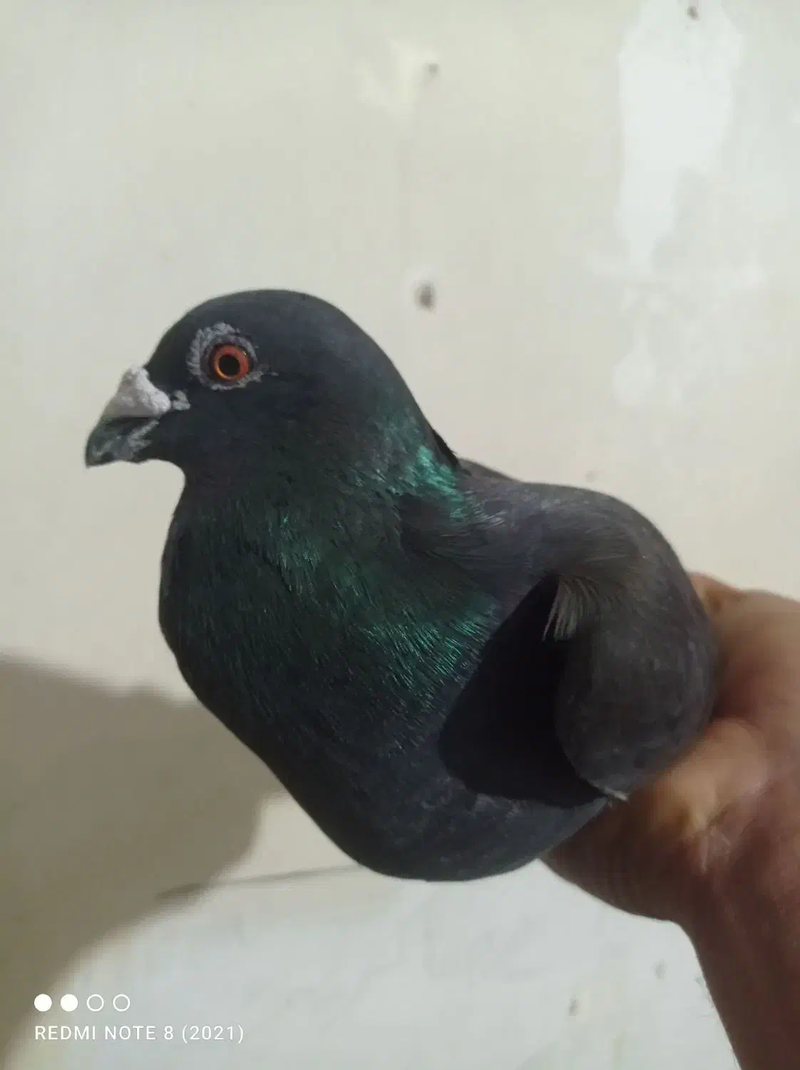 کبوتر یهودی و تیله پلاکی ایسونم|پرنده|دهدشت, |دیوار