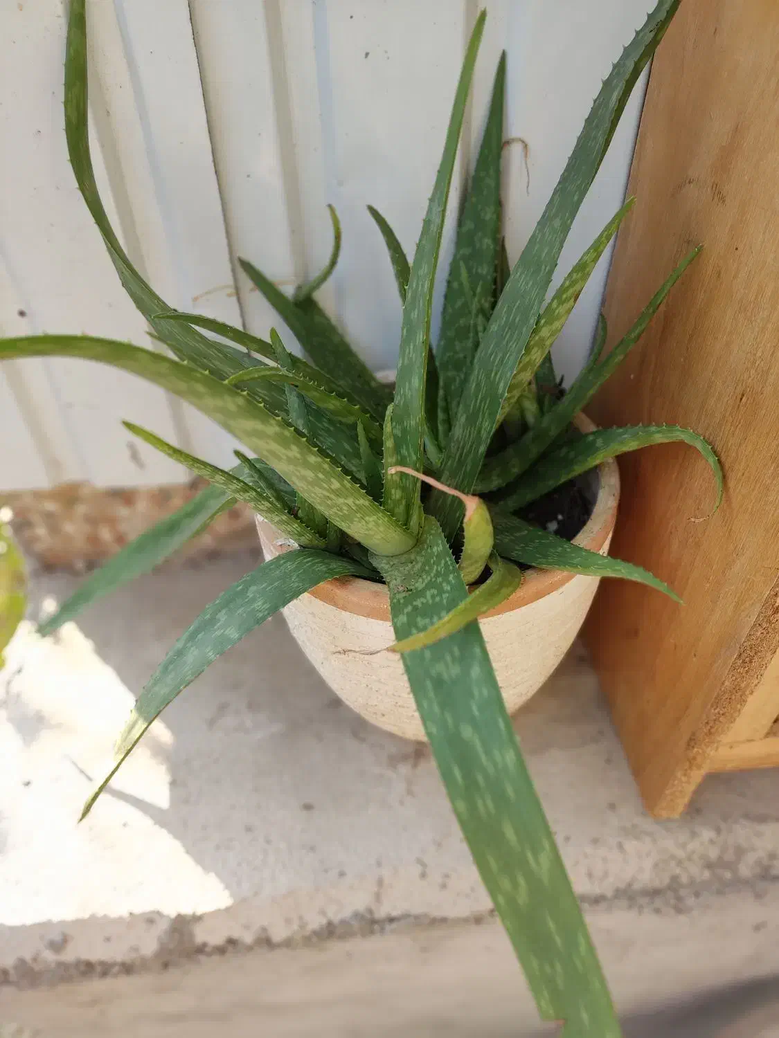 تعدادی گل به فروش میرسد|گل و گیاه طبیعی|کیاشهر, |دیوار