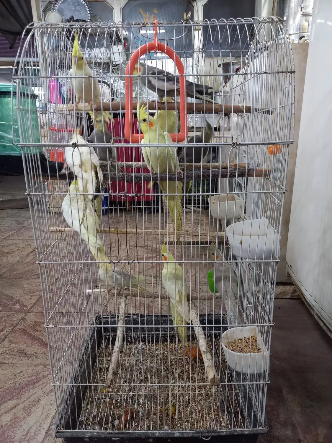 فروش عروس هلندی|پرنده|املش, |دیوار