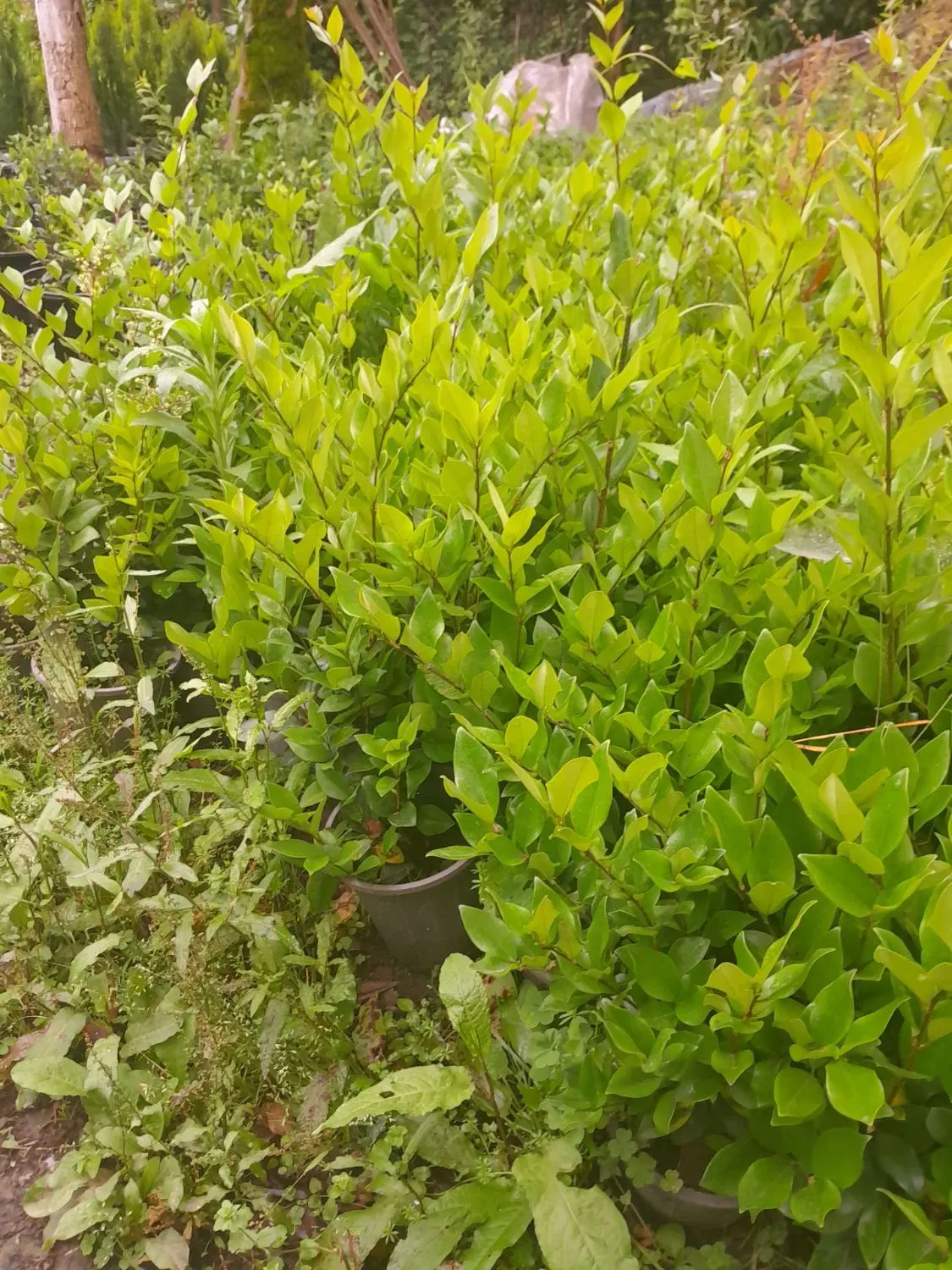 گل یاس|گل و گیاه طبیعی|رحیم‌آباد, |دیوار