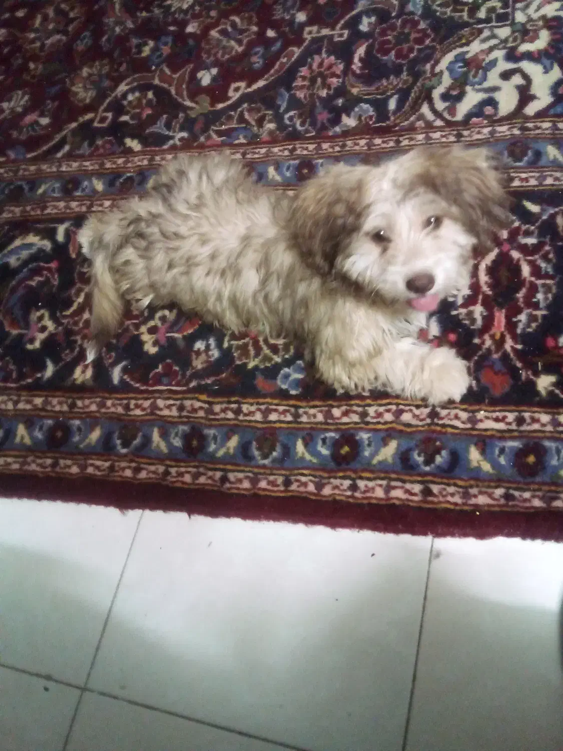 توله شیتزو پاکوتا شیطون بازیگوش واکسنشم زده|سگ|اصفهان, قلعه طبره|دیوار