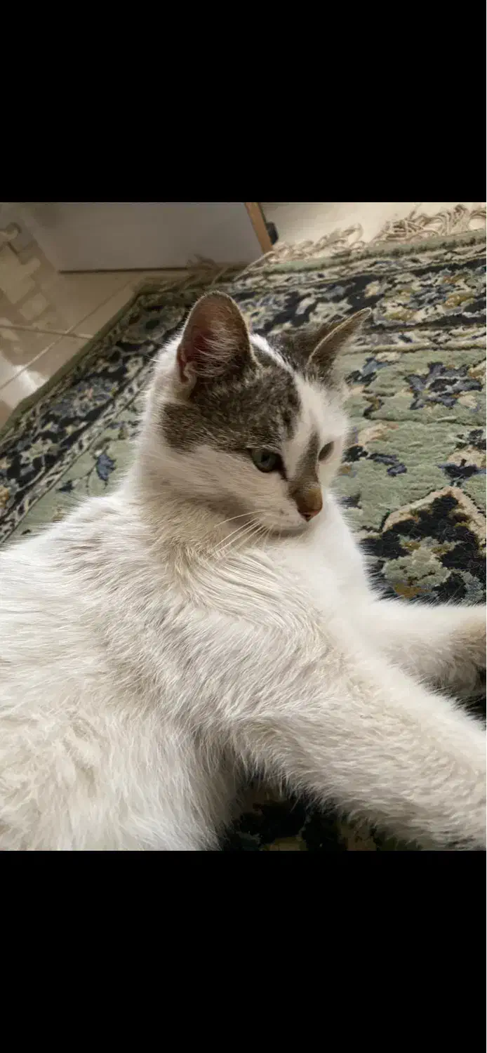 گربه گمشده در کارشناسان فرهنگ و وصال|حیوانات|اردبیل, |دیوار