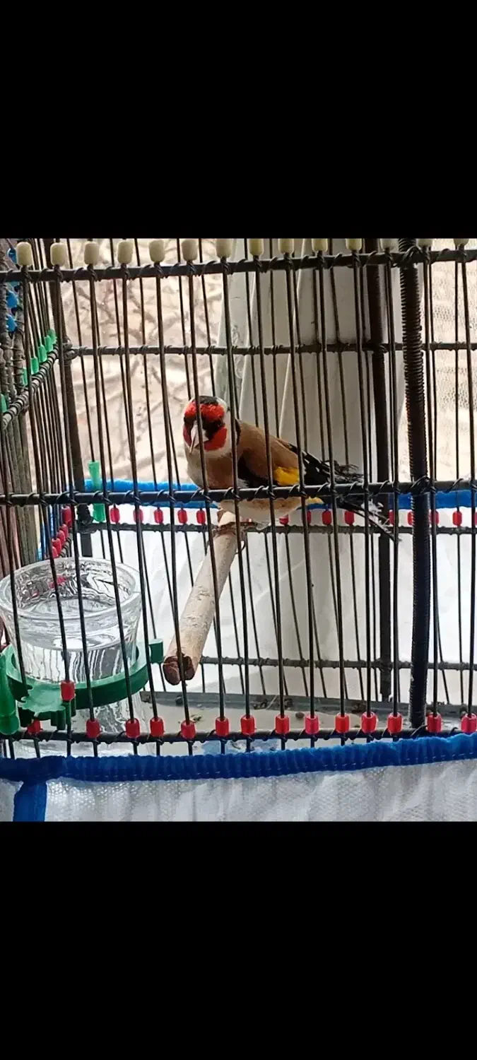 سیره|پرنده|بروجرد, |دیوار