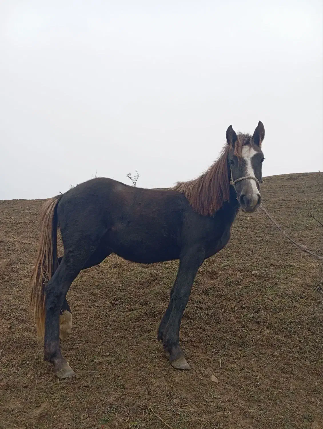 اسب دو ساله|اسب و تجهیزات اسب‌سواری|بیله سوار, |دیوار