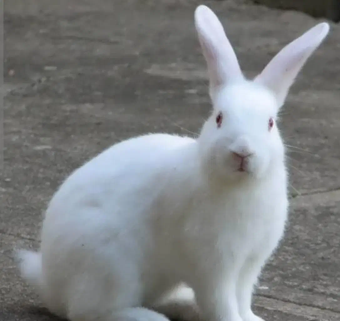 دو تا خرگوش نر سفید و سرحال و سالم|موش و خرگوش|آمل, |دیوار