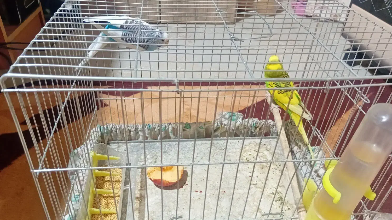 یه جفت مرغ عشق|پرنده|تهران, انبار نفت|دیوار