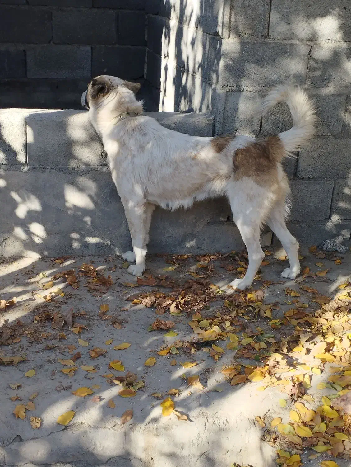 سگ لاس دوساله|سگ|مبارکه, |دیوار