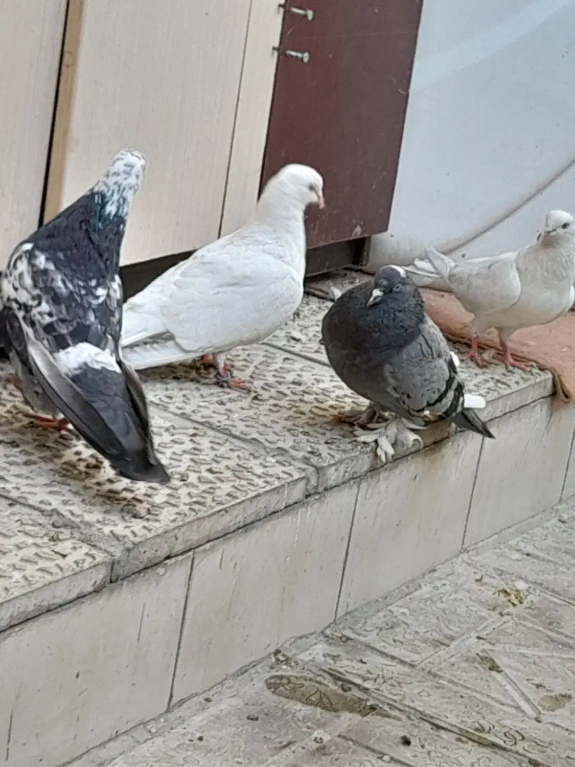 کفتر|پرنده|رباطکریم, منجیل آباد|دیوار