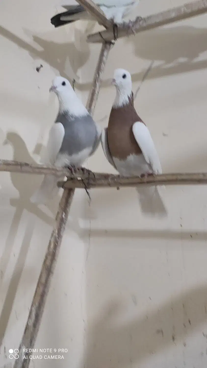 چند عدد کبوتر|پرنده|همدان, |دیوار