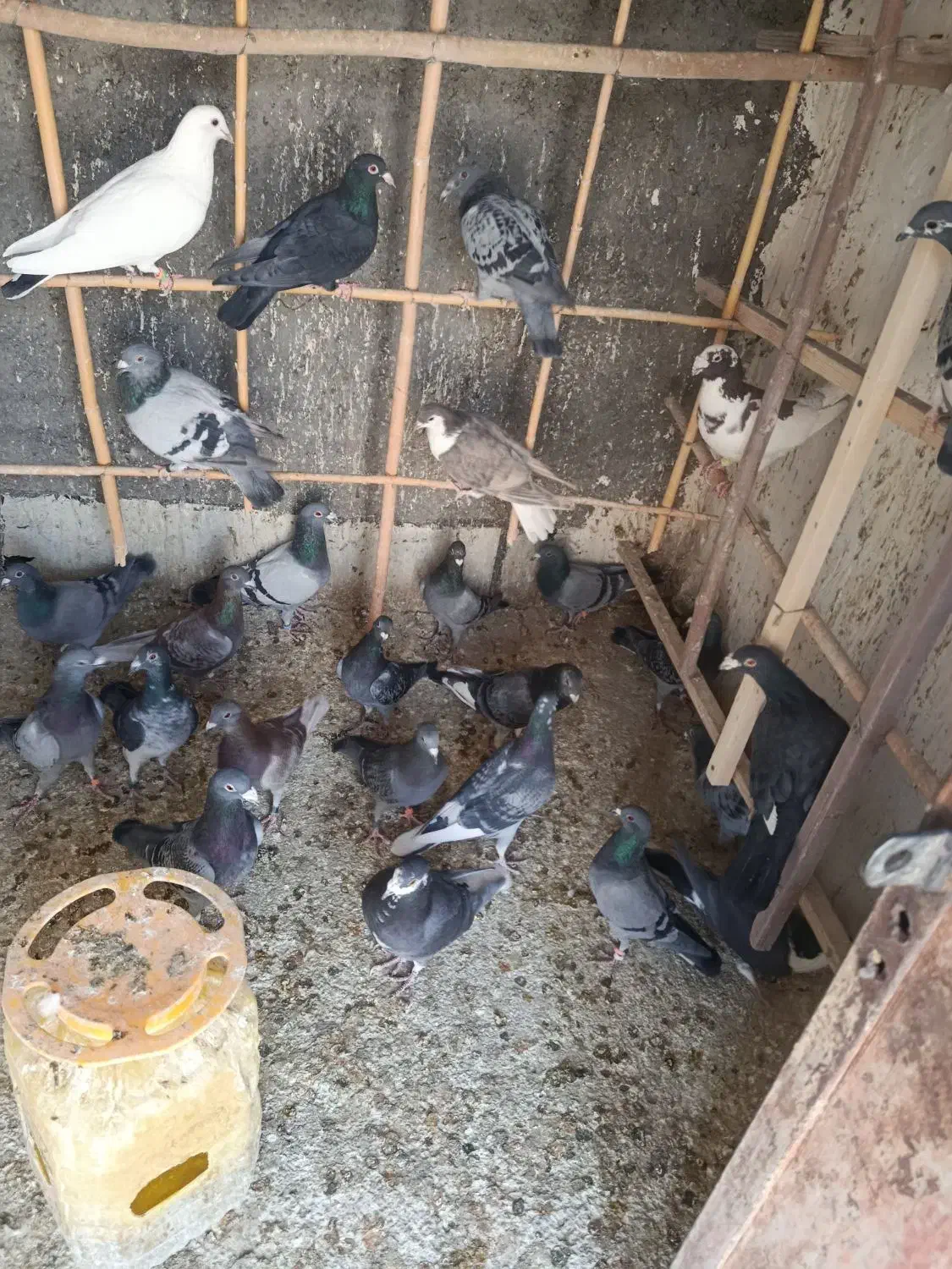 ۵۵عدد کبوتر مشهدی قیمت یک جا دونه ای ۳۰۰هزار تومن|پرنده|سرخه, |دیوار