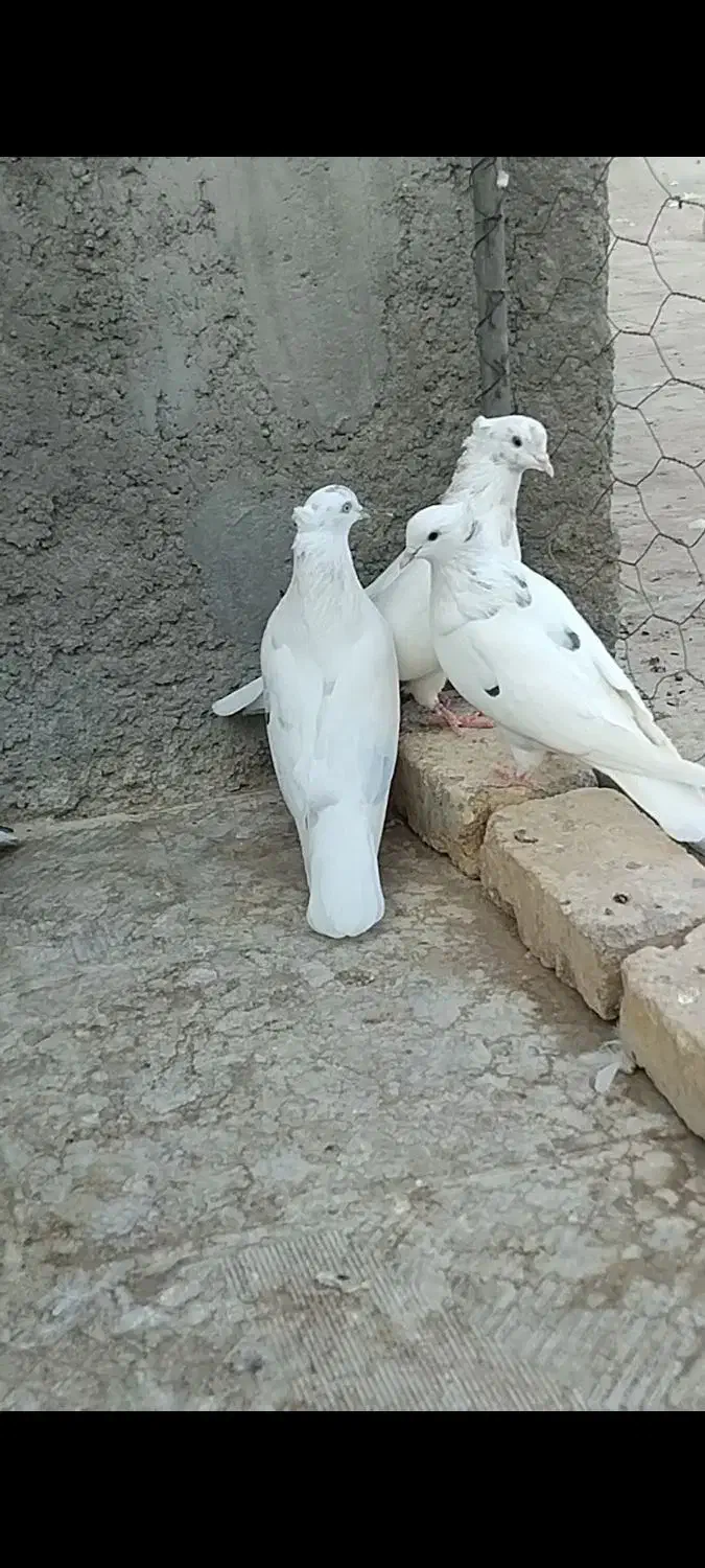 ۴عددجوجهخروسبزرگوکفترپاکستانی|پرنده|اردکان, |دیوار