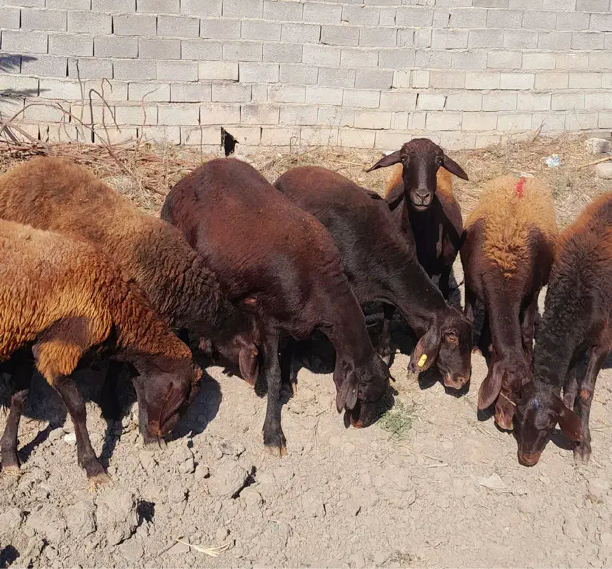 گوسفندجنس افشاری ابستن|حیوانات مزرعه|گنبد کاووس, |دیوار