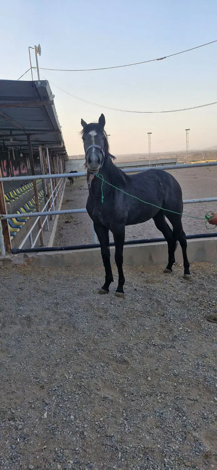 حراج اسب کورسی و کره یکسرپرشی|اسب و تجهیزات اسب‌سواری|سلفچگان, |دیوار