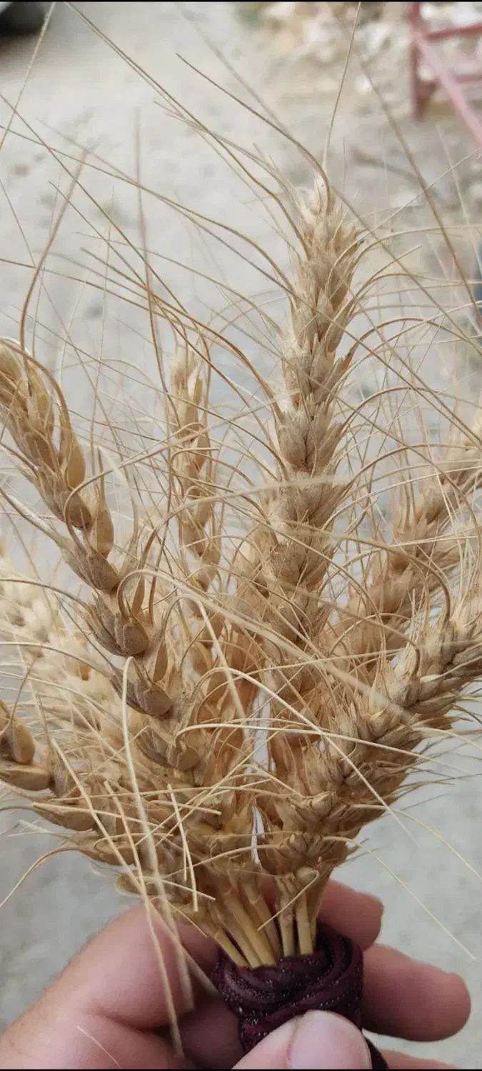 گندم بذری دیم|خدمات باغبانی و درختکاری|جوانرود, |دیوار