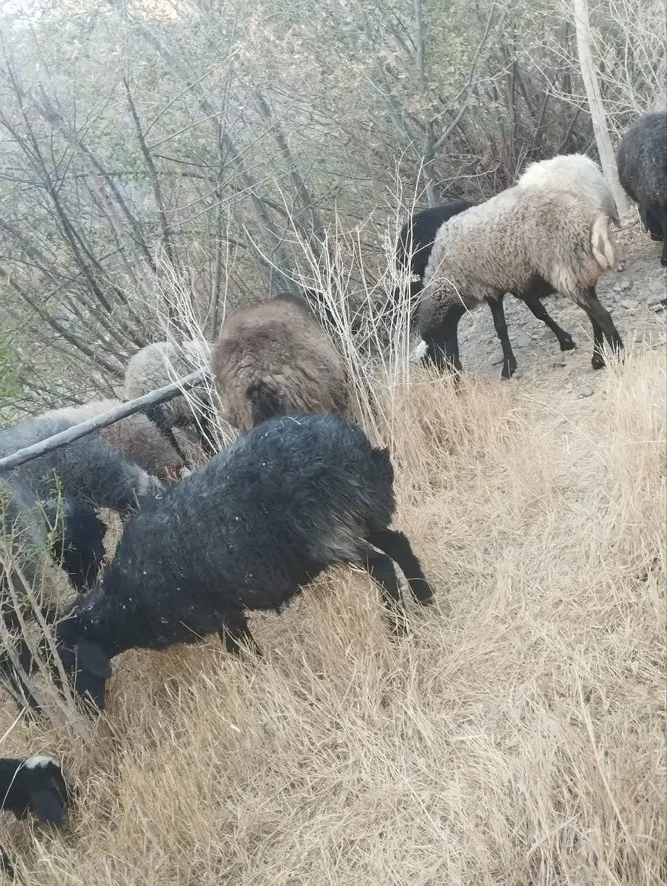 میش آبستن و بره دار|حیوانات مزرعه|داران, |دیوار