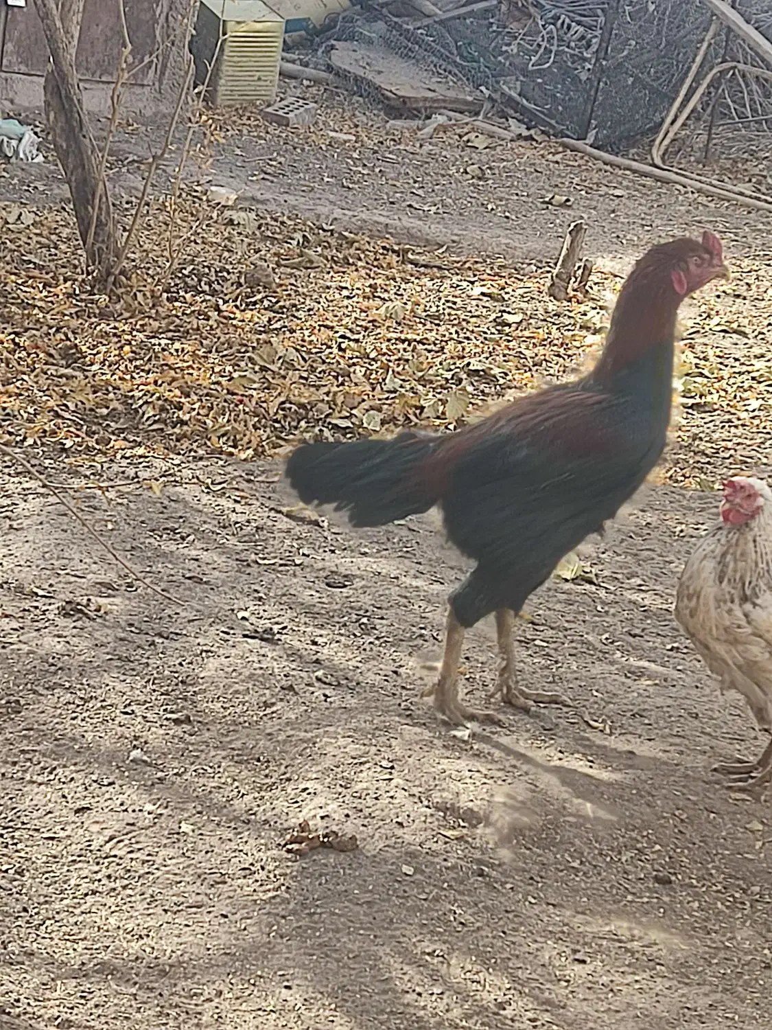 لاری|حیوانات مزرعه|راین, |دیوار