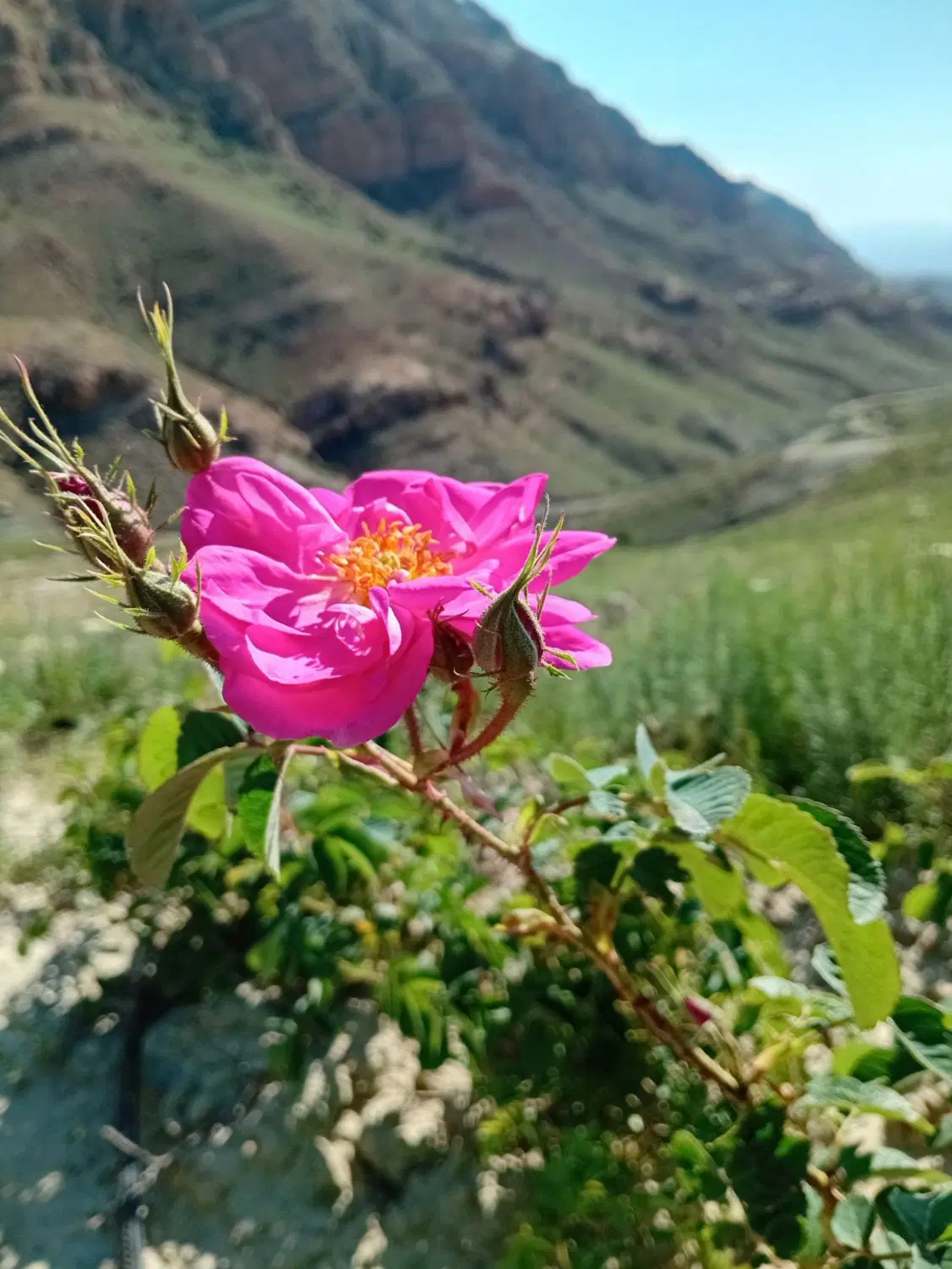 گل محمدی|خدمات باغبانی و درختکاری|بجنورد, |دیوار