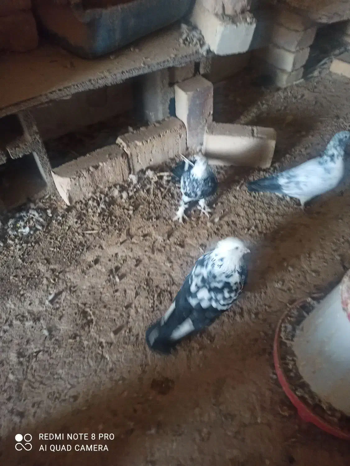 کبوتر|حیوانات|ساوه, |دیوار