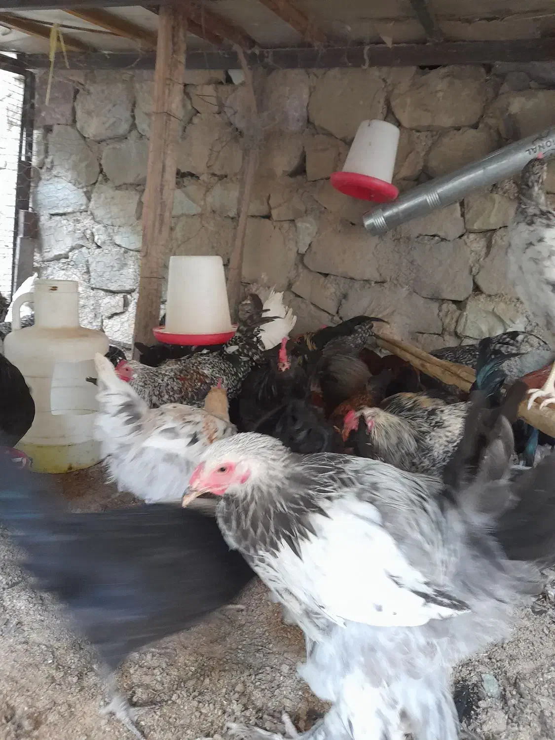 خروس محلی و گلین|حیوانات مزرعه|کن, |دیوار