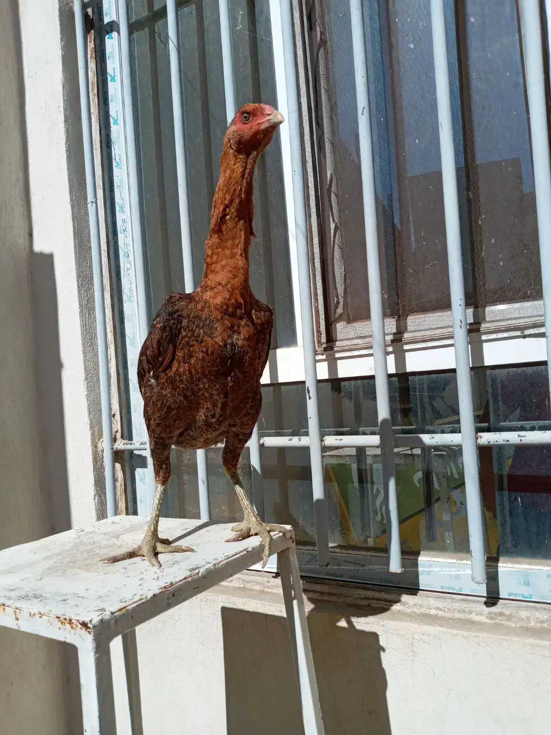 تخم مرغ لاری|حیوانات مزرعه|زاهدان, |دیوار