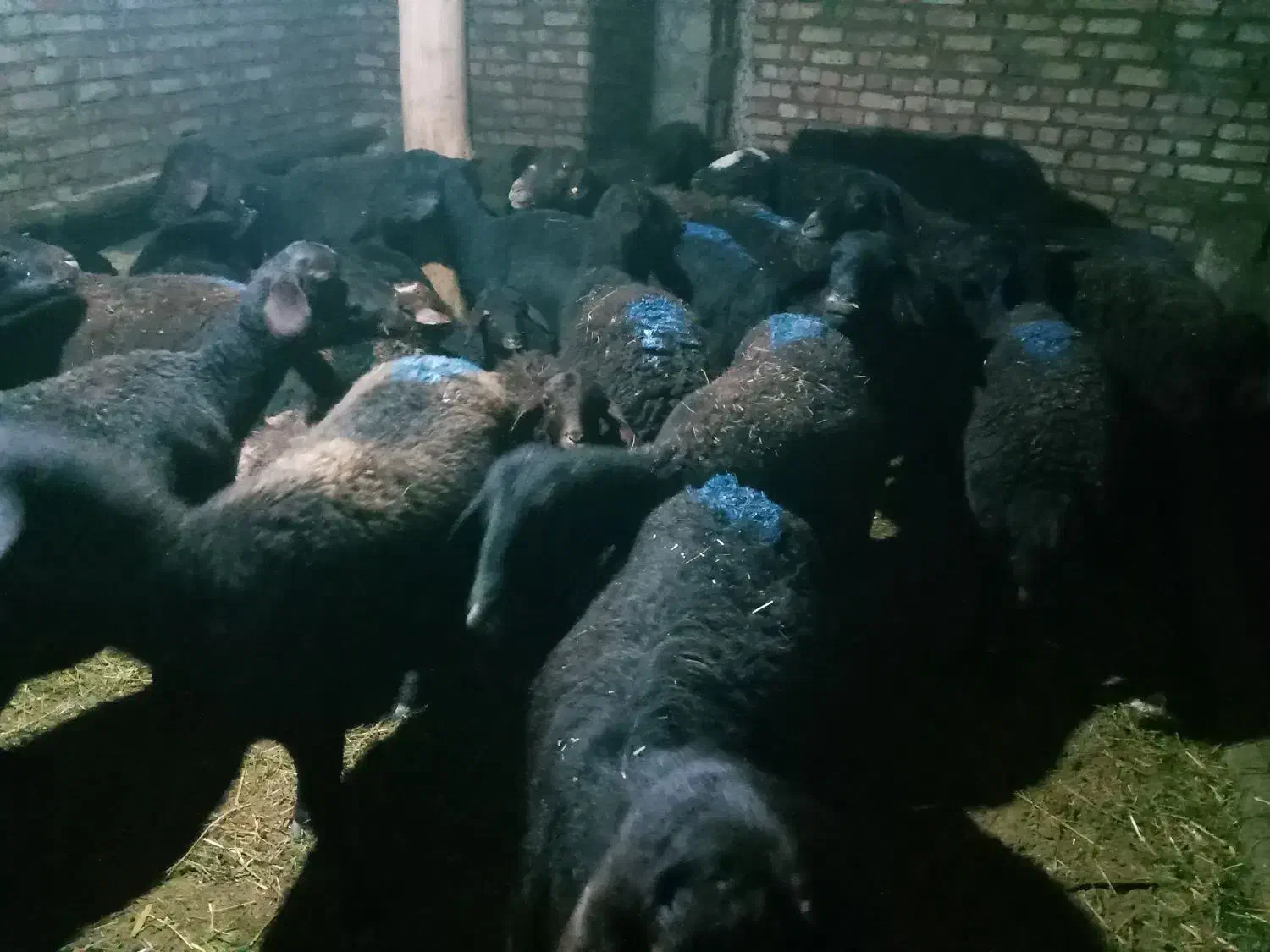 فروش میش قره قزل|حیوانات مزرعه|زنجان, |دیوار