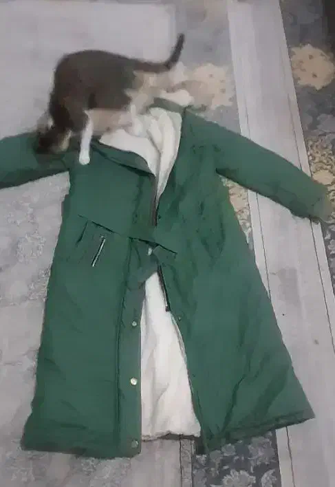 کاپشن|لباس|قم, باسکول|دیوار