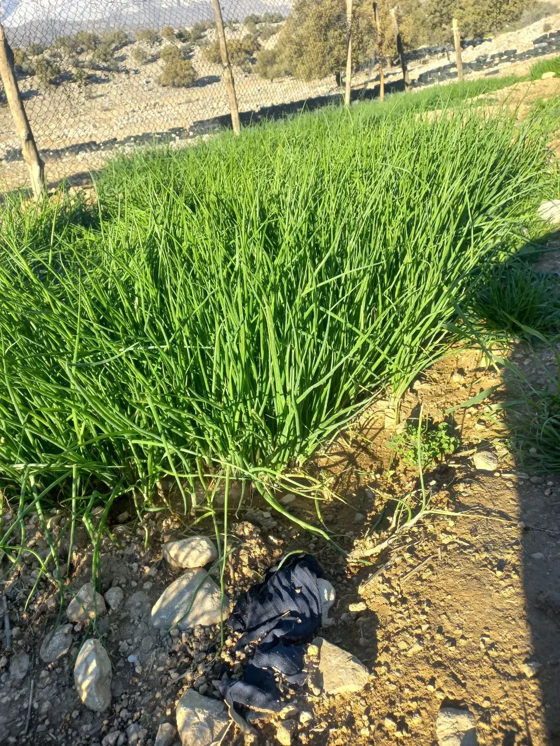 تیم پیاز|خدمات باغبانی و درختکاری|سرفاریاب, |دیوار