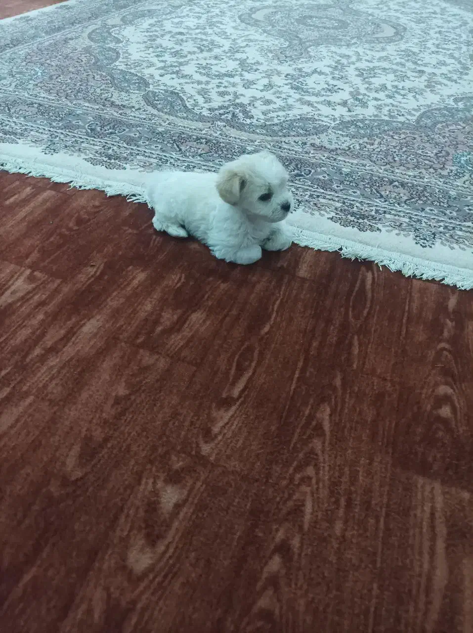 سگ مینیاتوری وارداتی|سگ|میاندوآب, |دیوار