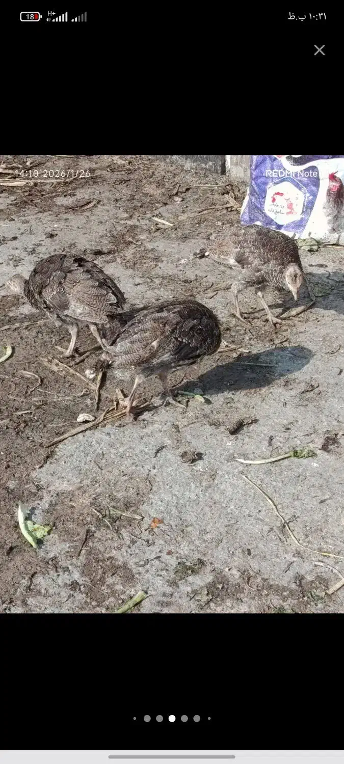 بوقلمون|حیوانات مزرعه|حمیدیه, |دیوار